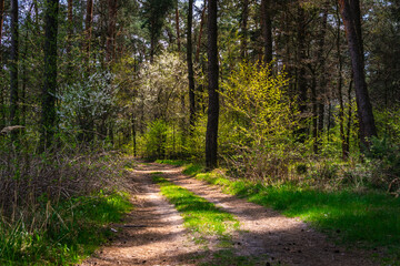 Obraz premium path in the woods