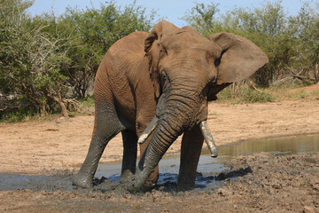 Obraz premium Afrikanischer Elefant / African elephant / Loxodonta africana