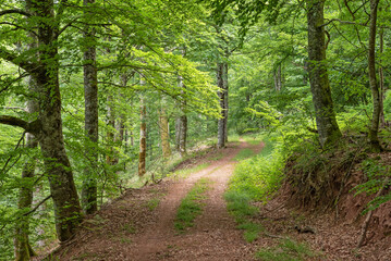 Leafy forest road. Navarrese Pyrenees
