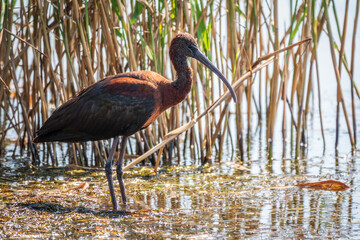 The glossy ibis, latin name Plegadis falcinellus, searching for food in the shallow lagoon.