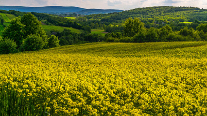 rape field