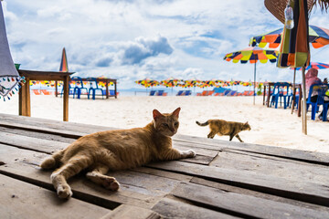Cats that live on Khai Island, Phuket Thailand. - 510546017