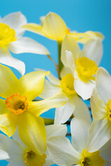 White and yellow daffodils on a blue background. Flower with orange center. Spring flowers. A simple daffodil bud. Narcissus bouquet. Floral concept.