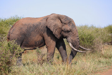 Afrikanischer Elefant / African elephant / Loxodonta africana