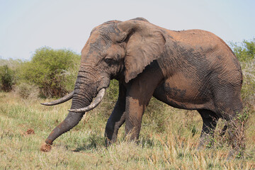 Obraz premium Afrikanischer Elefant / African elephant / Loxodonta africana