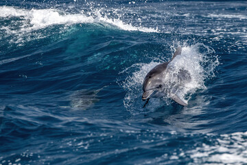 tursiop bottlenose dolphin jumping in mediterranean