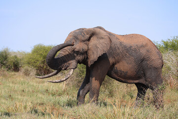 Afrikanischer Elefant / African elephant / Loxodonta africana