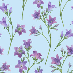 Fototapeta na wymiar Seamless pattern with blue spreading bellflower flowers (Campanula patula, little bell, bluebell, rapunzel, harebell). Hand drawn watercolor painting illustration isolated on blue background.