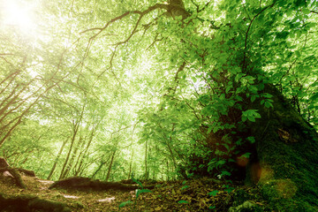 spring forest trees. nature green wood sunlight backgrounds..