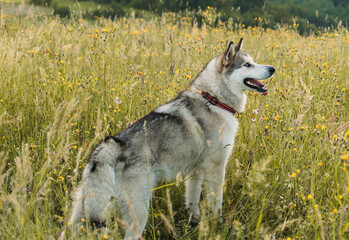 cute alaskan malamute dog in the field