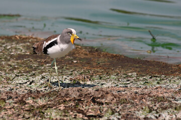 Weißscheitelkiebitz / White-crowned lapwing or White-headed Lapwing / Vanellus albiceps