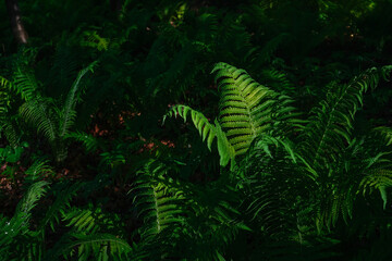 Summer green texture or background of ferns growing in the forest. Fern leaves illuminate the rays of the sun, background or wallpaper idea