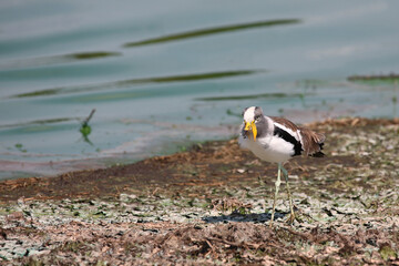 Weißscheitelkiebitz / White-crowned lapwing or White-headed Lapwing / Vanellus albiceps