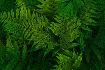 Fototapeta na wymiar Summer green texture from ferns illuminated by the setting sun, summer time in the forest, background or wallpaper idea