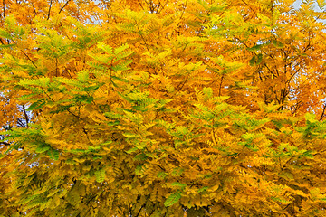 Colorful autumn leaves