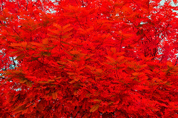 Tree in red