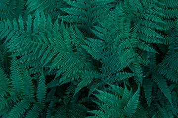 Natural background, filling green fern leaves, top view, wallpaper idea