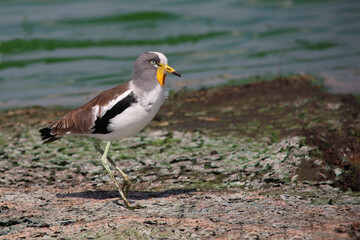 Weißscheitelkiebitz / White-crowned lapwing or White-headed Lapwing / Vanellus albiceps