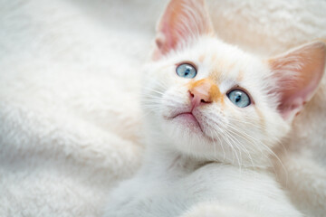 Fototapeta na wymiar White beautiful kitten with blue eyes