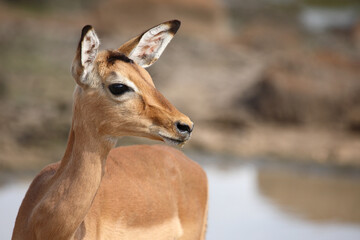 Schwarzfersenantilope / Impala / Aepyceros melampus