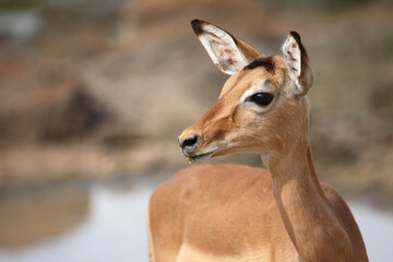 Schwarzfersenantilope / Impala / Aepyceros melampus