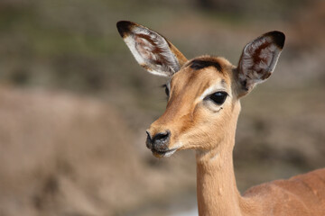 Schwarzfersenantilope / Impala / Aepyceros melampus.