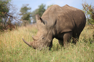 Obraz premium Breitmaulnashorn / Square-lipped rhinoceros / Ceratotherium simum