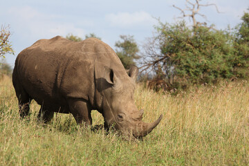 Obraz premium Breitmaulnashorn / Square-lipped rhinoceros / Ceratotherium simum