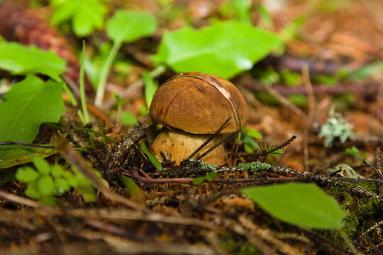 Macro image of a young poisonous Satan's or Devil's bolete mushroom in a forest in central Europe.