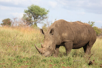 Fototapeta premium Breitmaulnashorn / Square-lipped rhinoceros / Ceratotherium simum