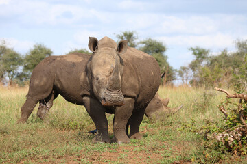 Fototapeta premium Breitmaulnashorn / Square-lipped rhinoceros / Ceratotherium simum