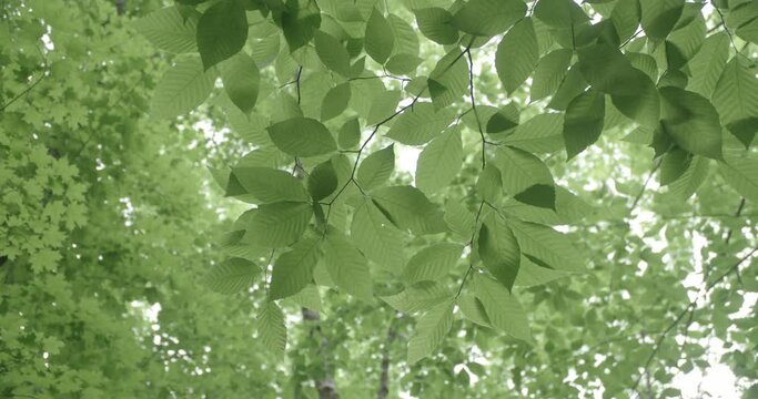 Close up of green leaves flowing in the wind.