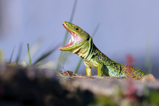 Portrait of a dominant male ocellated lizard or jewelled lizard (Timon lepidus) sunbathing with wide open mouth. Nature background image. Scary green and blue exotic lizard with vibrant colors. Spain
