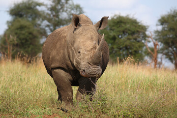 Fototapeta premium Breitmaulnashorn / Square-lipped rhinoceros / Ceratotherium simum