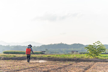 Farmers are using chemical sprayers on their farm fields. to prevent insects To nourish plants. Use of agricultural chemicals.