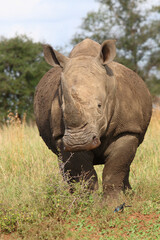 Fototapeta premium Breitmaulnashorn / Square-lipped rhinoceros / Ceratotherium simum