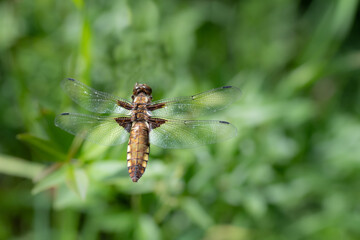 Close-up of a flying flat-bellied dragonfly (Libellula depressa) flying over a green meadow, in summer