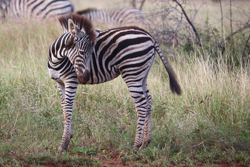 Steppenzebra und Rotschnabel-Madenhacker / Burchell's zebra and Red-billed oxpecker / Equus...