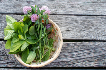 Fresh mint leaves and red clover flowers in a basket on a wooden table. Bunch of fresh herbs on old gray board background with copy space.