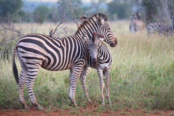 Steppenzebra und Rotschnabel-Madenhacker / Burchell's zebra and Red-billed oxpecker / Equus burchellii et Buphagus erythrorhynchus.