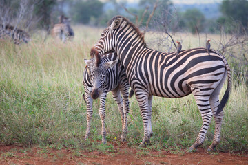 Steppenzebra und Rotschnabel-Madenhacker / Burchell's zebra and Red-billed oxpecker / Equus burchellii et Buphagus erythrorhynchus.