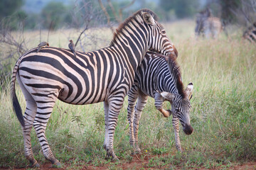 Steppenzebra und Rotschnabel-Madenhacker / Burchell's zebra and Red-billed oxpecker / Equus...