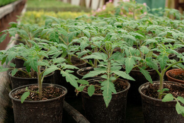 seedlings of tomato plants in greenhouse