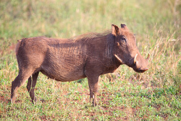 Fototapeta premium Warzenschwein / Warthog / Phacochoerus africanus