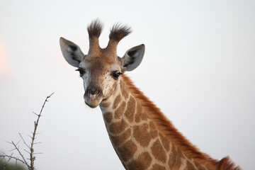 Giraffe / Giraffe / Giraffa camelopardalis.