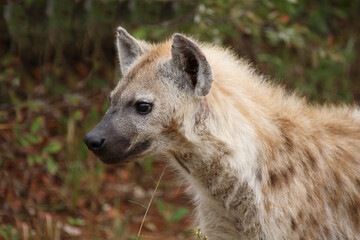 Tüpfelhyäne / Spotted hyaena / Crocuta crocuta...