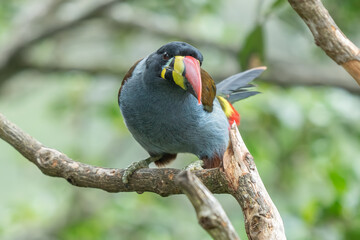 beautiful colored plate-billed mountain toucan (Andigena laminirostris) sitting n the branch very near in the cloud forest