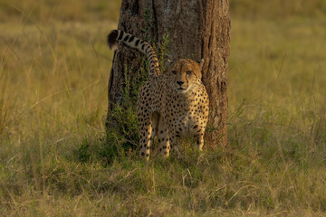 A horizontal photograph of a female Cheetah (acinonyx jubatus) and her cubs on an anthill on the...