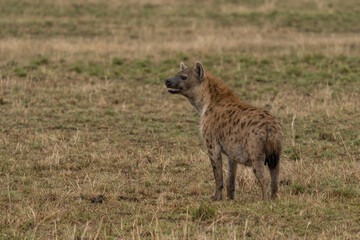 Hyena, detail portrait. Spotted hyena, Crocuta crocuta, angry animal near the water hole, dark forest with trees. Animal in nature, Okavango, Botswana. Wildlife Africa.