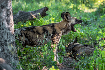 African wild dog, Lycaon pictus, walking in the water. Hunting painted dog with big ears, beautiful wild animal in habitat. Wildlife nature, Moremi, Okavanago delta, Botswana, Africa